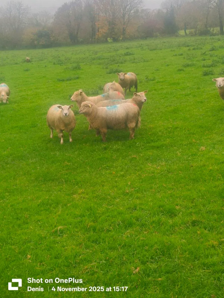 Lambs for sale - Image 2