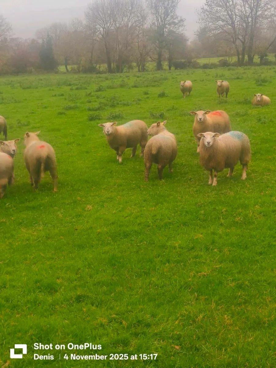 Lambs for sale - Image 1