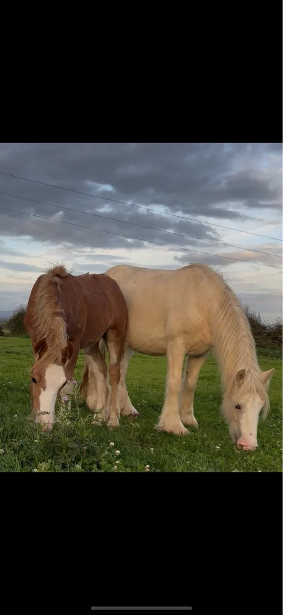 15h palomena mare scanned in foal - Image 3