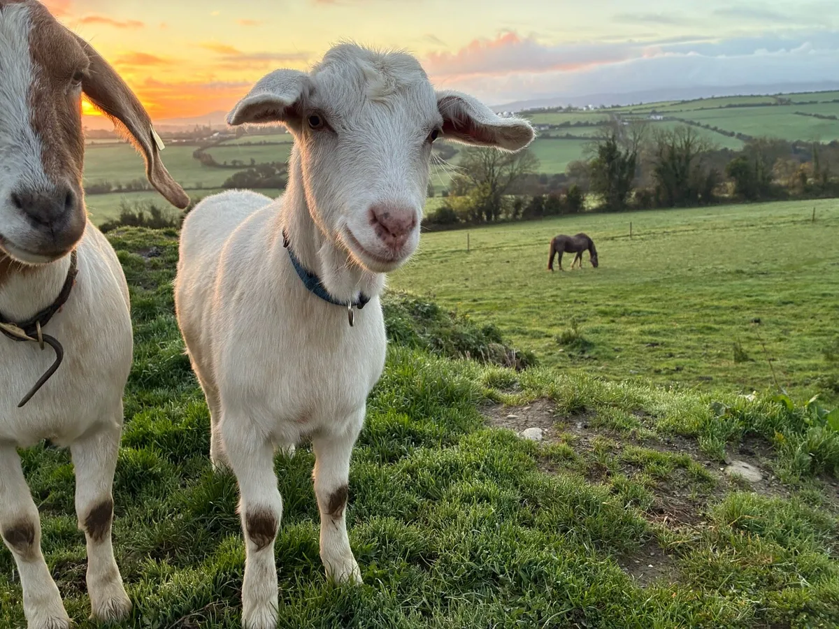9 month old goat - Image 2