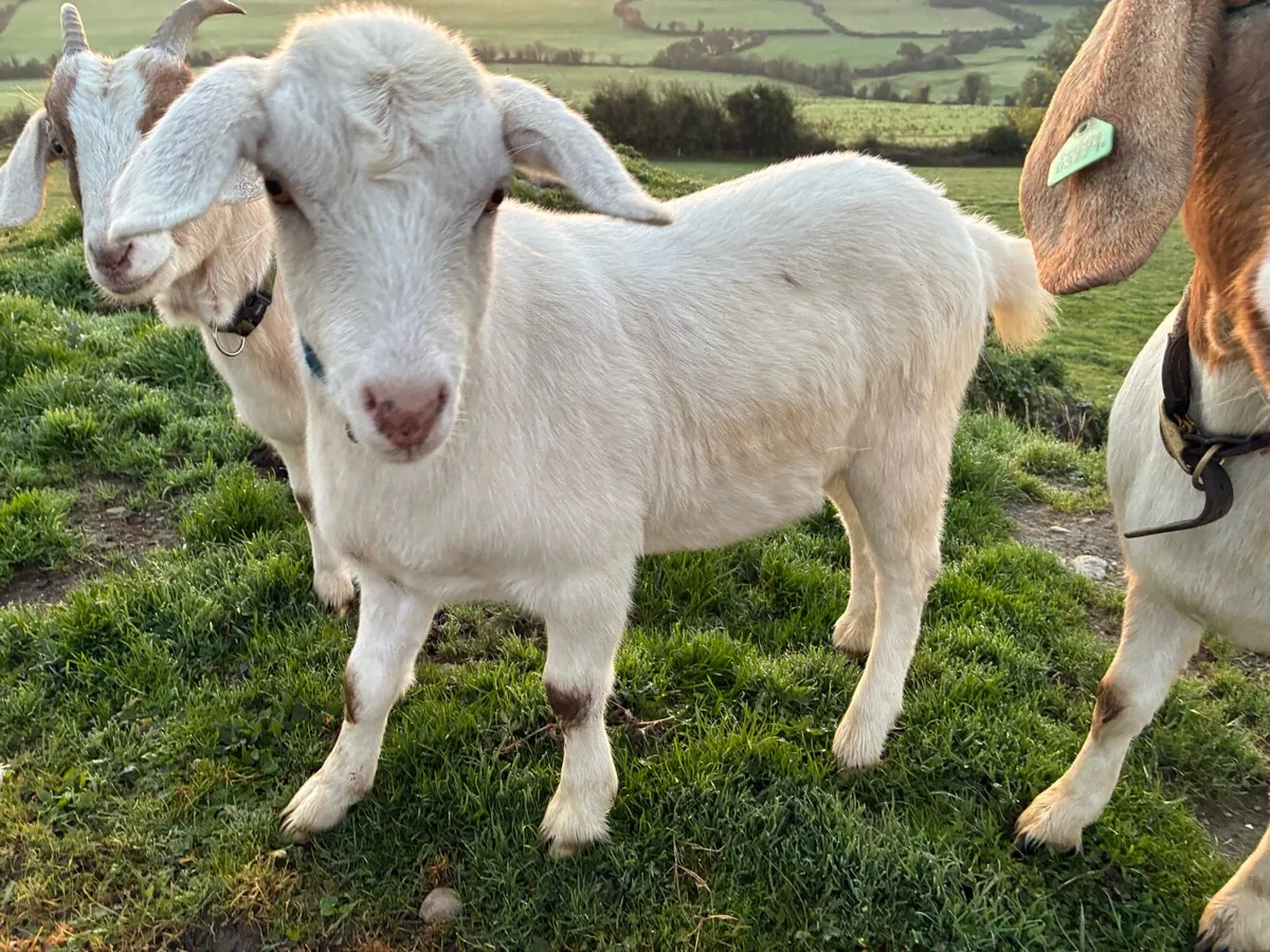 9 month old goat - Image 1