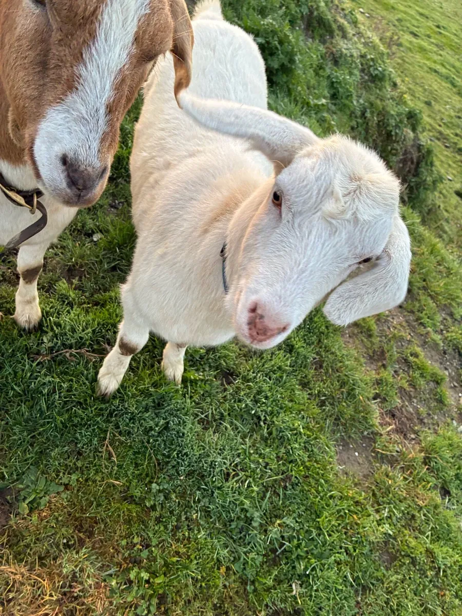 9 month old goat - Image 3