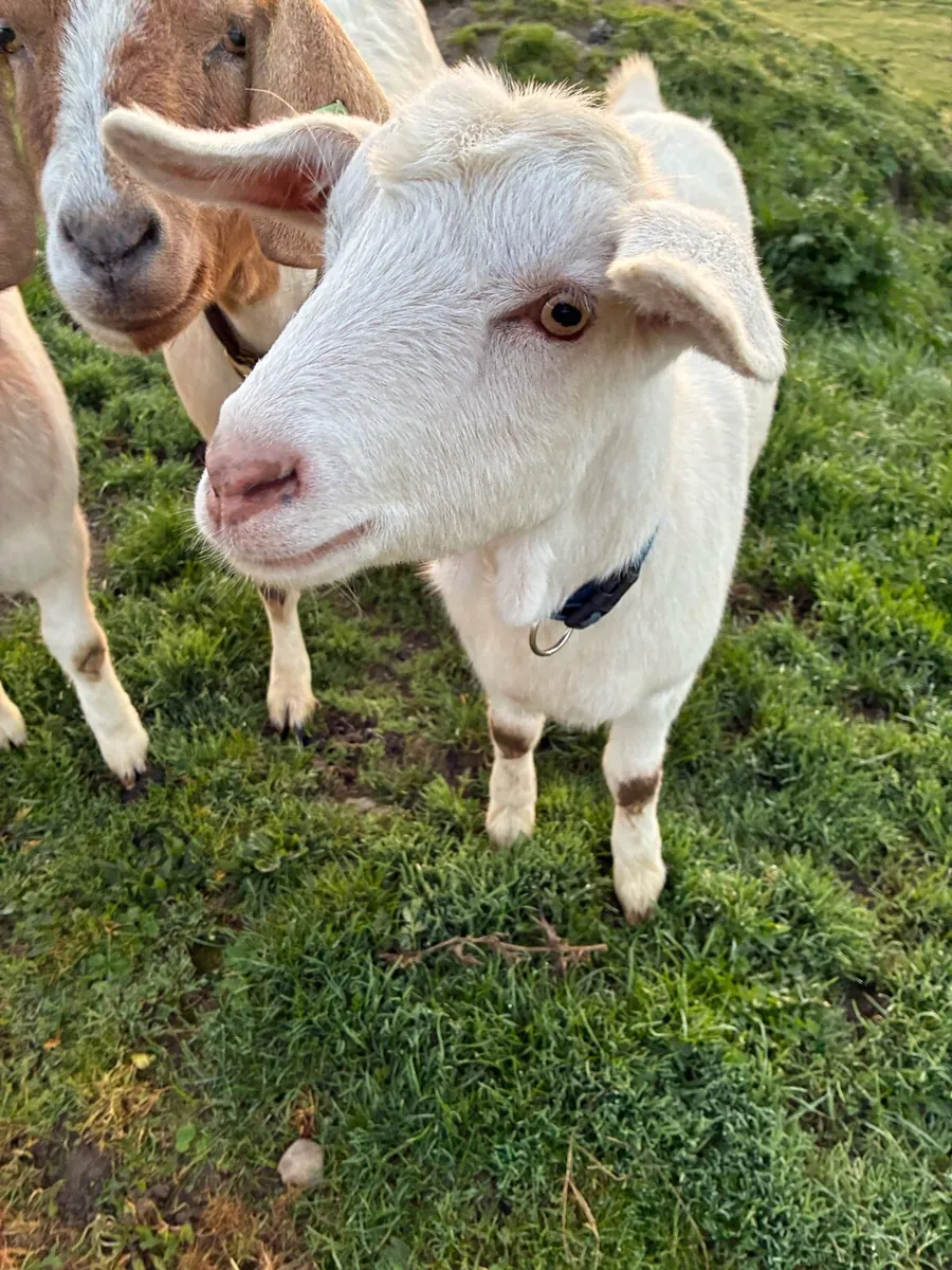 9 month old goat - Image 4