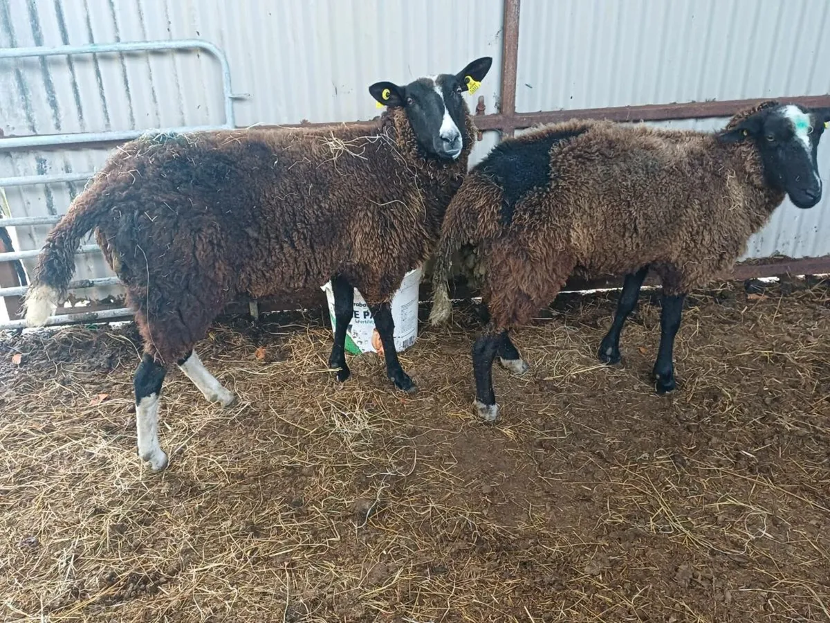 Purebred zwartble ewe hoggets - Image 2