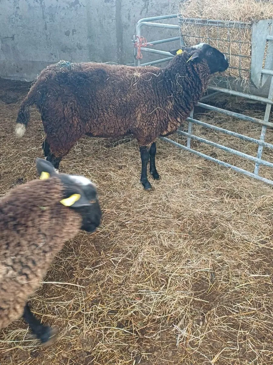 Purebred zwartble ewe hoggets - Image 3