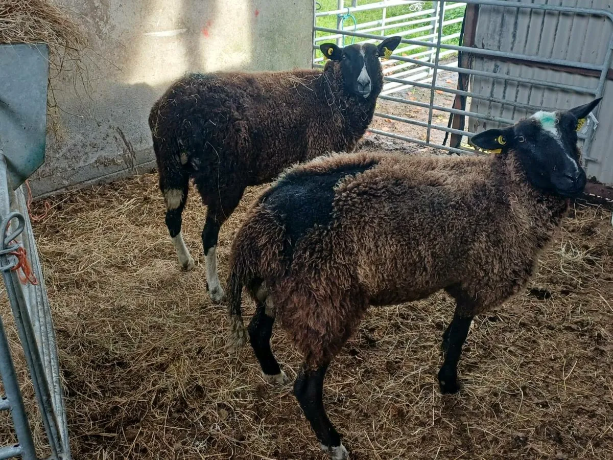 Purebred zwartble ewe hoggets - Image 4