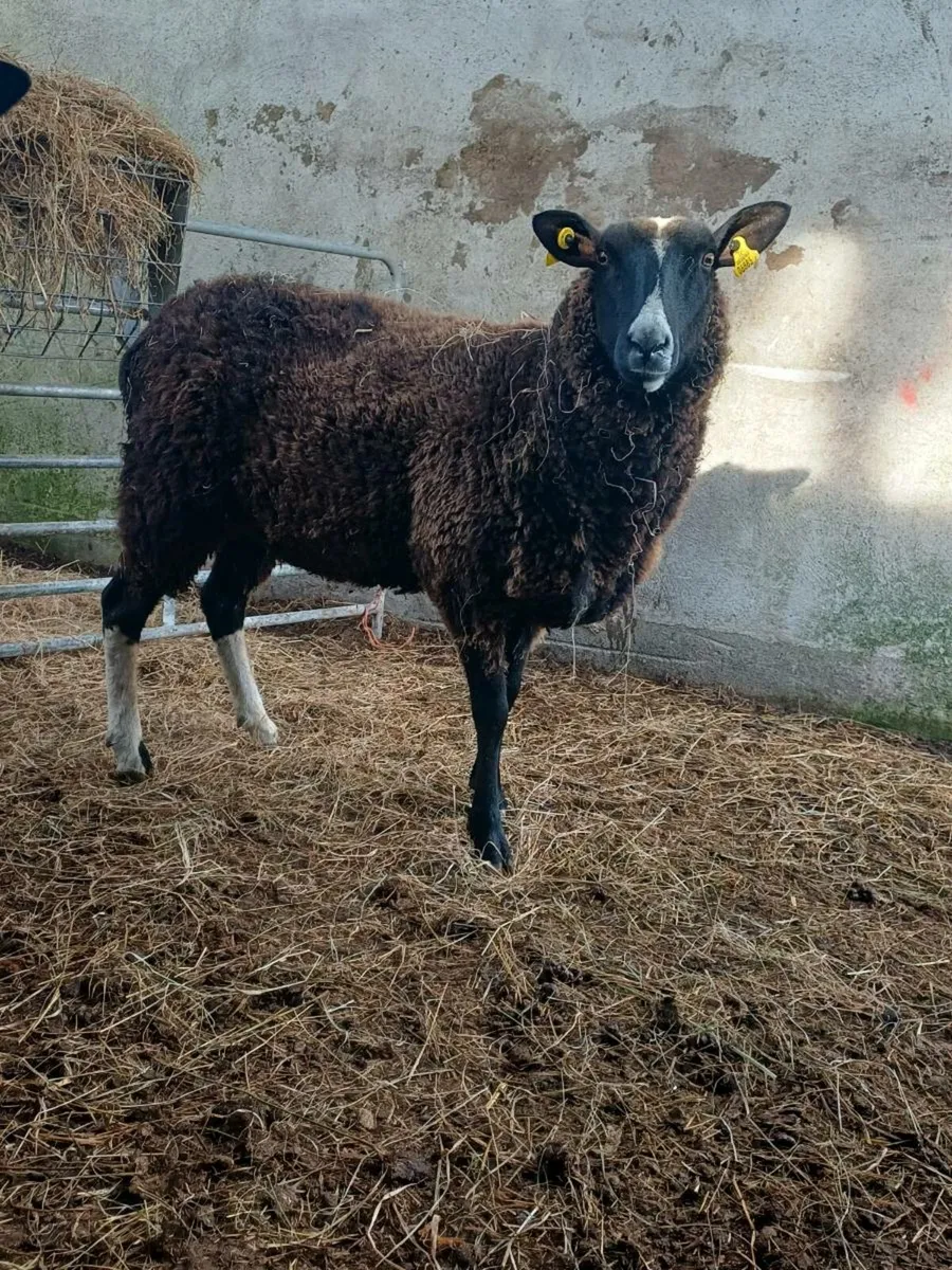 Purebred zwartble ewe hoggets - Image 1