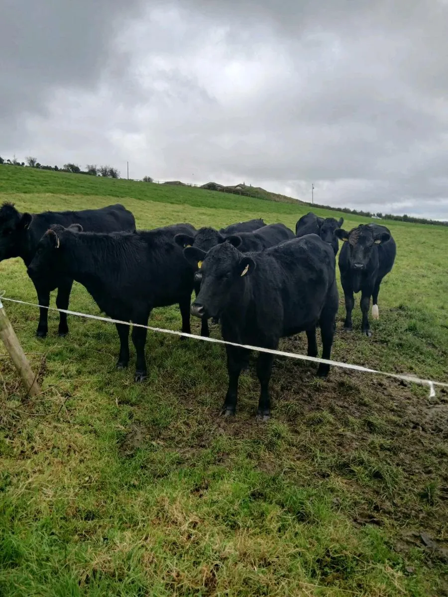 16. AA Heifers - Image 2