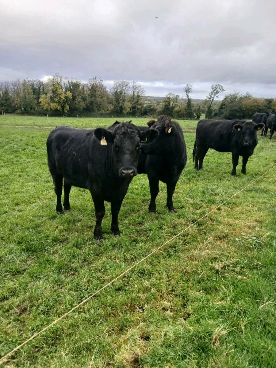 16. AA Heifers - Image 3