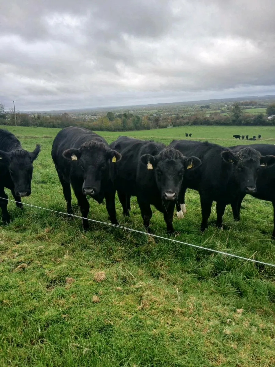 16. AA Heifers - Image 1