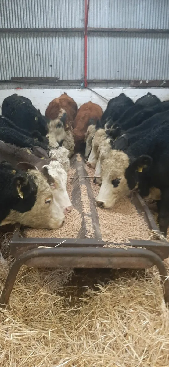 Herdford heifirs for sale - Image 1