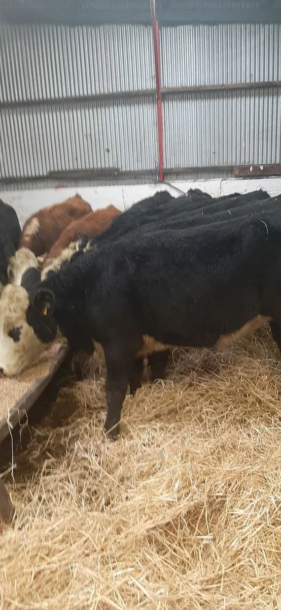 Herdford heifirs for sale - Image 2