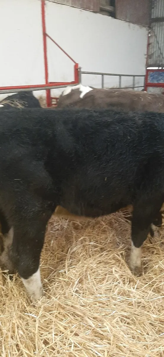 Herdford heifirs for sale - Image 3