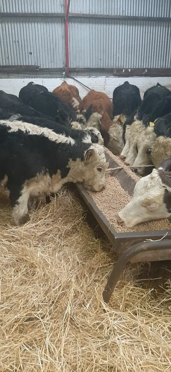 Herdford heifirs for sale - Image 4