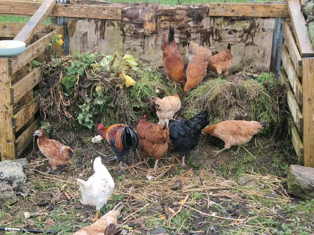 Young Hens Pullets Chickens - Image 1