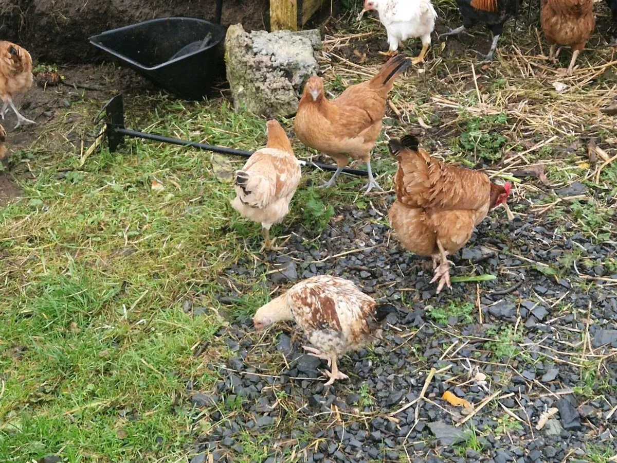 Young Hens Pullets Chickens - Image 2