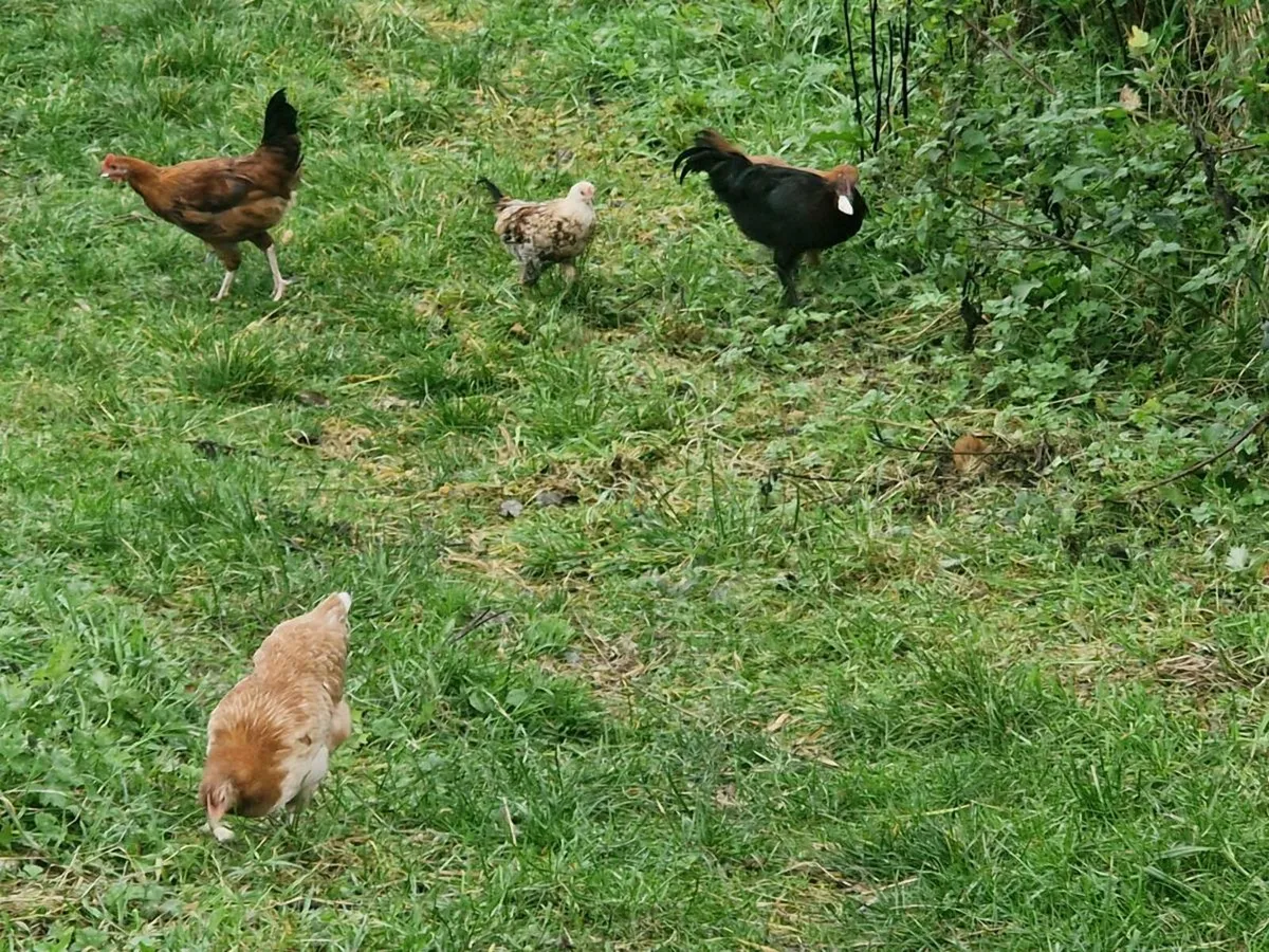 Young Hens Pullets Chickens - Image 3