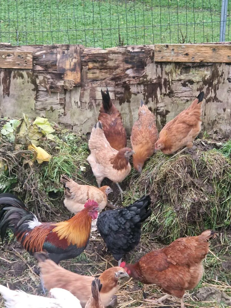 Young Hens Pullets Chickens - Image 4