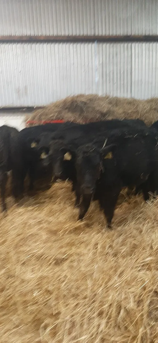 Lim weanlings for sale - Image 2
