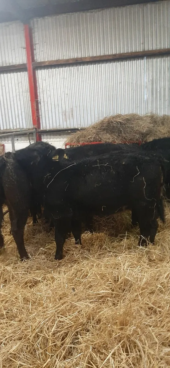 Lim weanlings for sale - Image 3