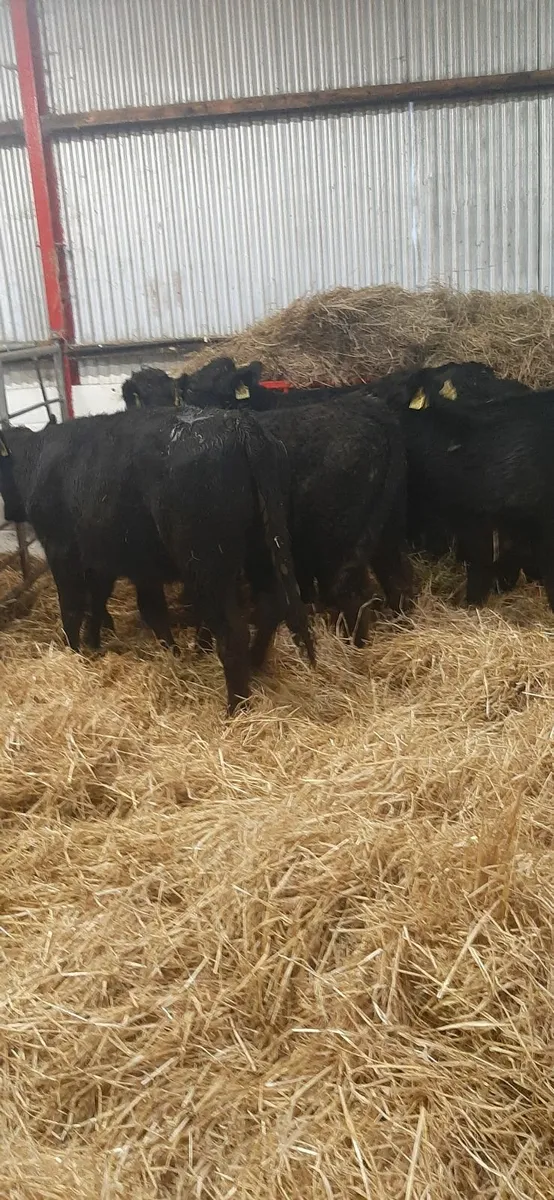 Lim weanlings for sale - Image 4