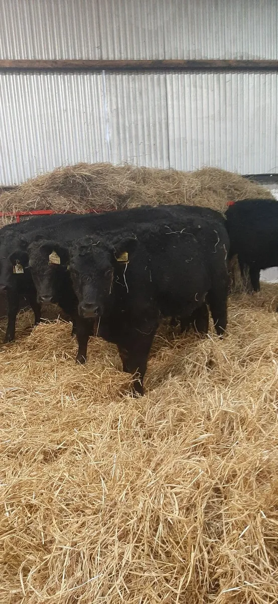 Lim weanlings for sale - Image 1