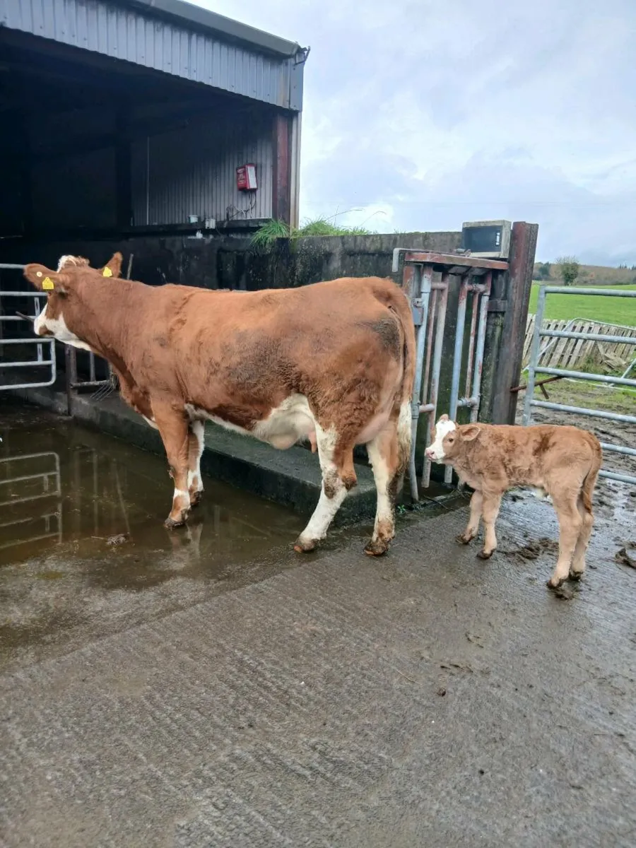 Simental heifer and calf 5 star - Image 1
