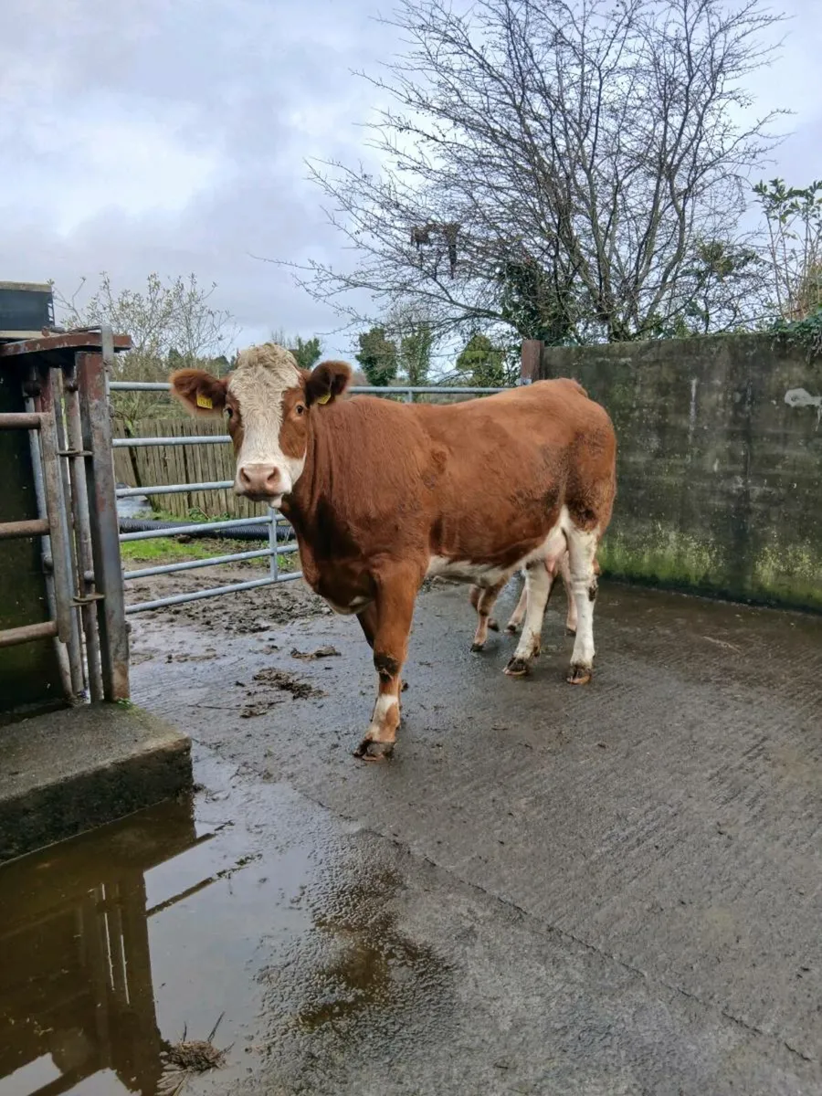 Simental heifer and calf 5 star - Image 2