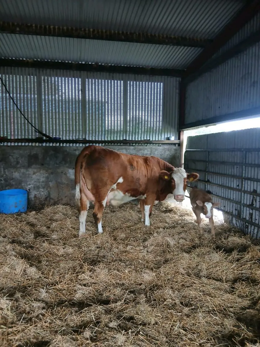 Simental heifer and calf 5 star - Image 4