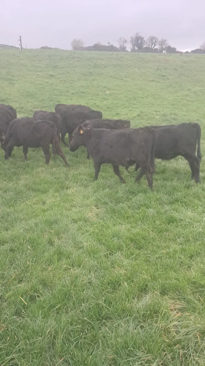 Weanling bulls - Image 2