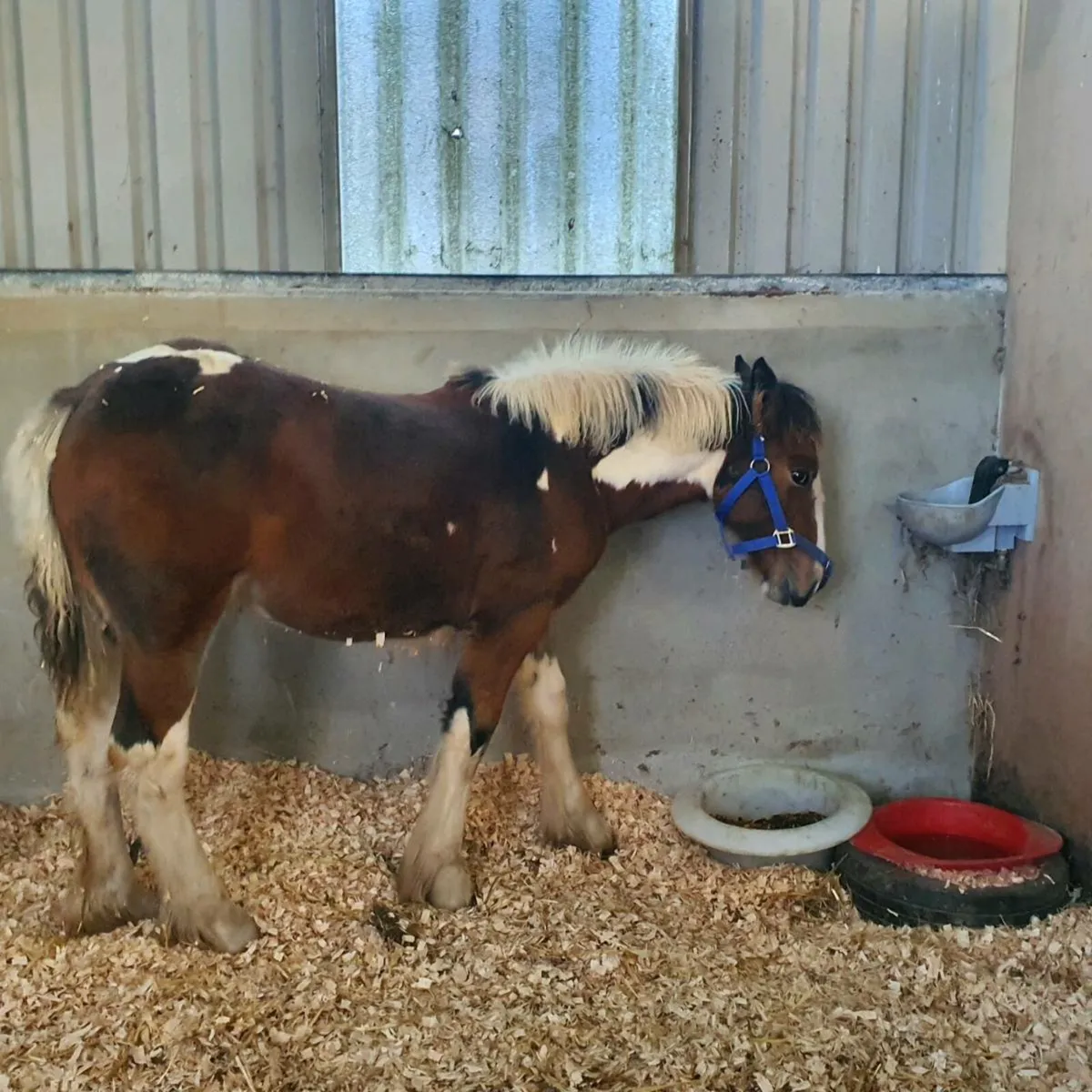 Smashing filly cob - Image 1