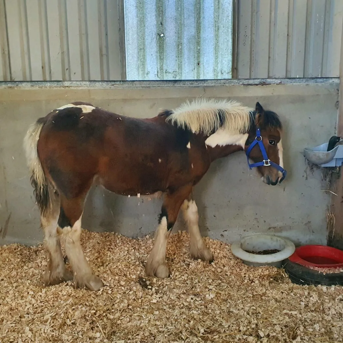 Smashing filly cob - Image 2