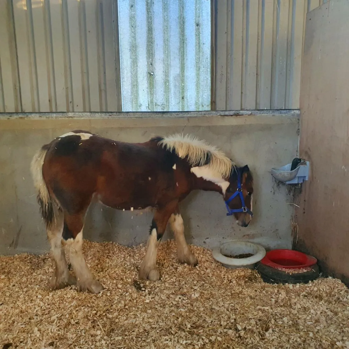 Smashing filly cob - Image 3