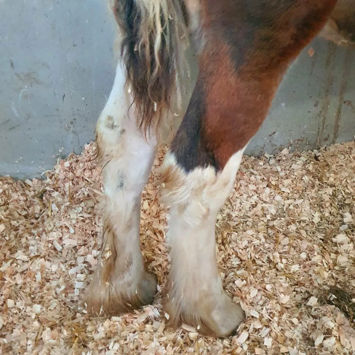 Smashing filly cob - Image 4