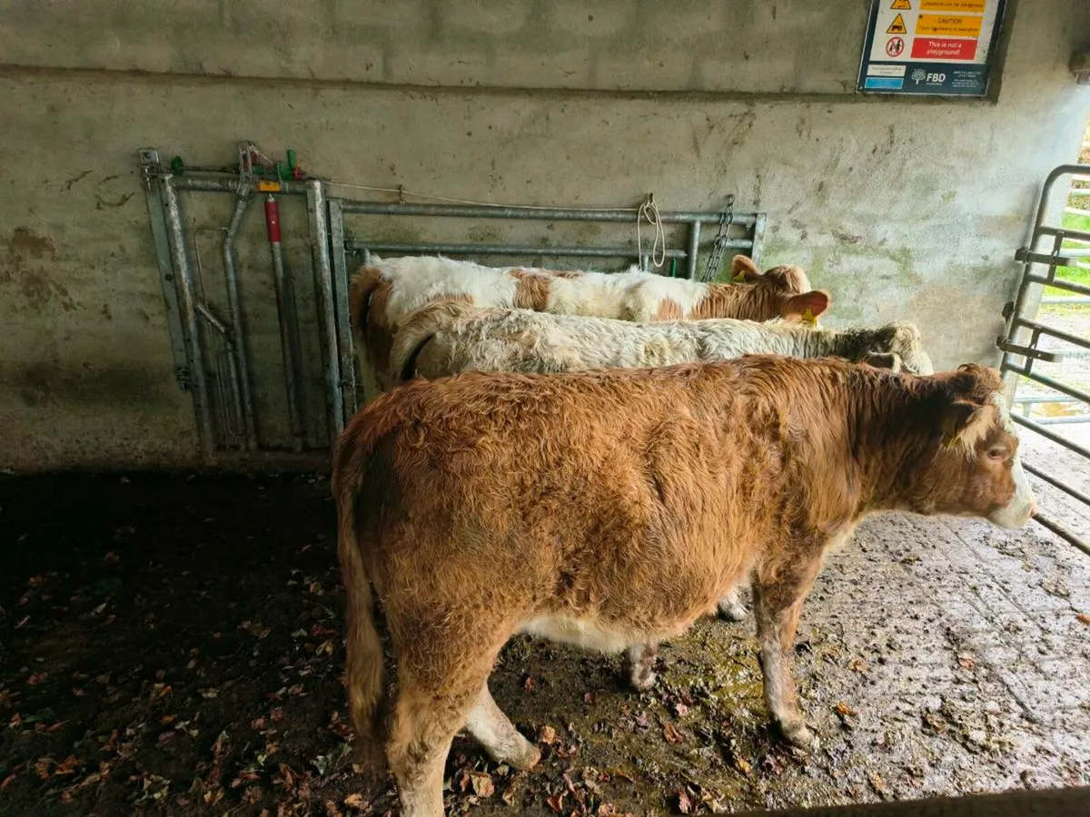 3 x 10month old charolais heifers - Image 2