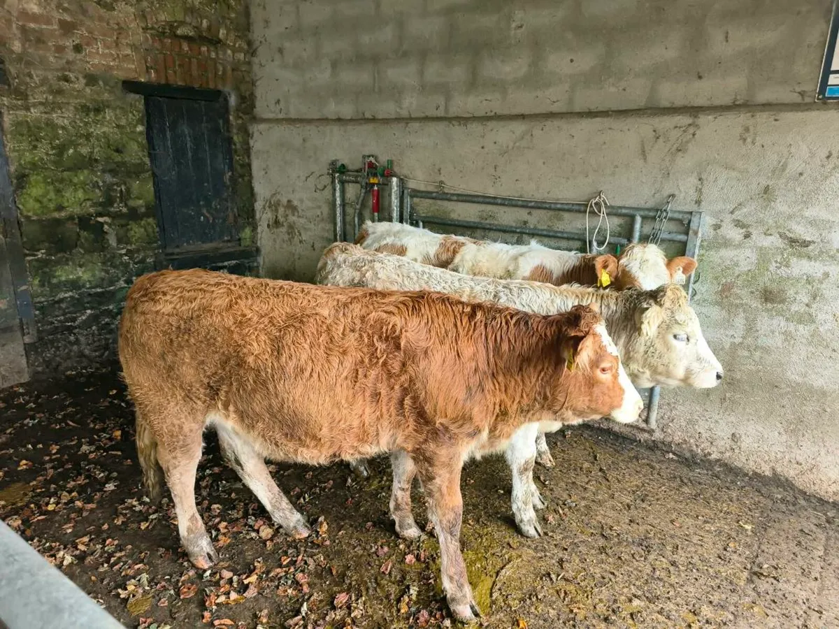 3 x 10month old charolais heifers - Image 3