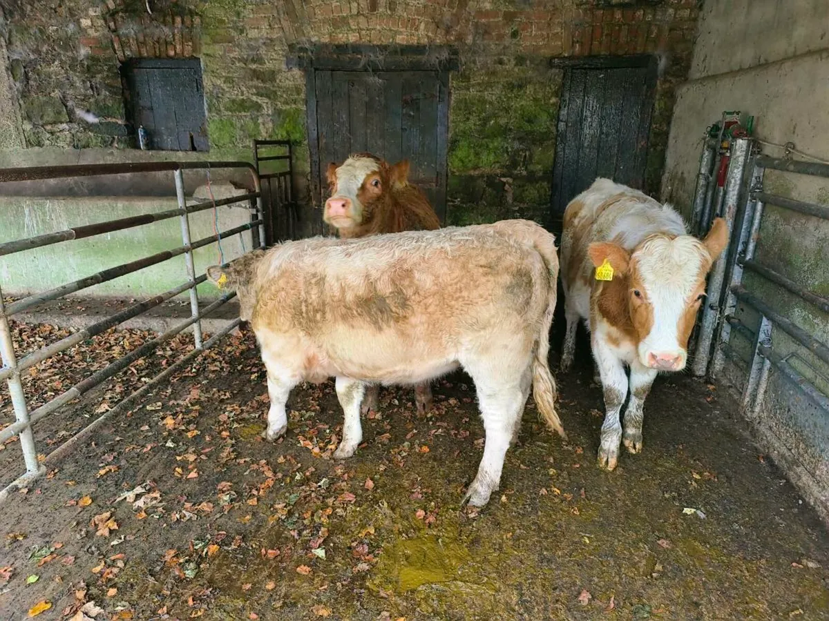 3 x 10month old charolais heifers - Image 4