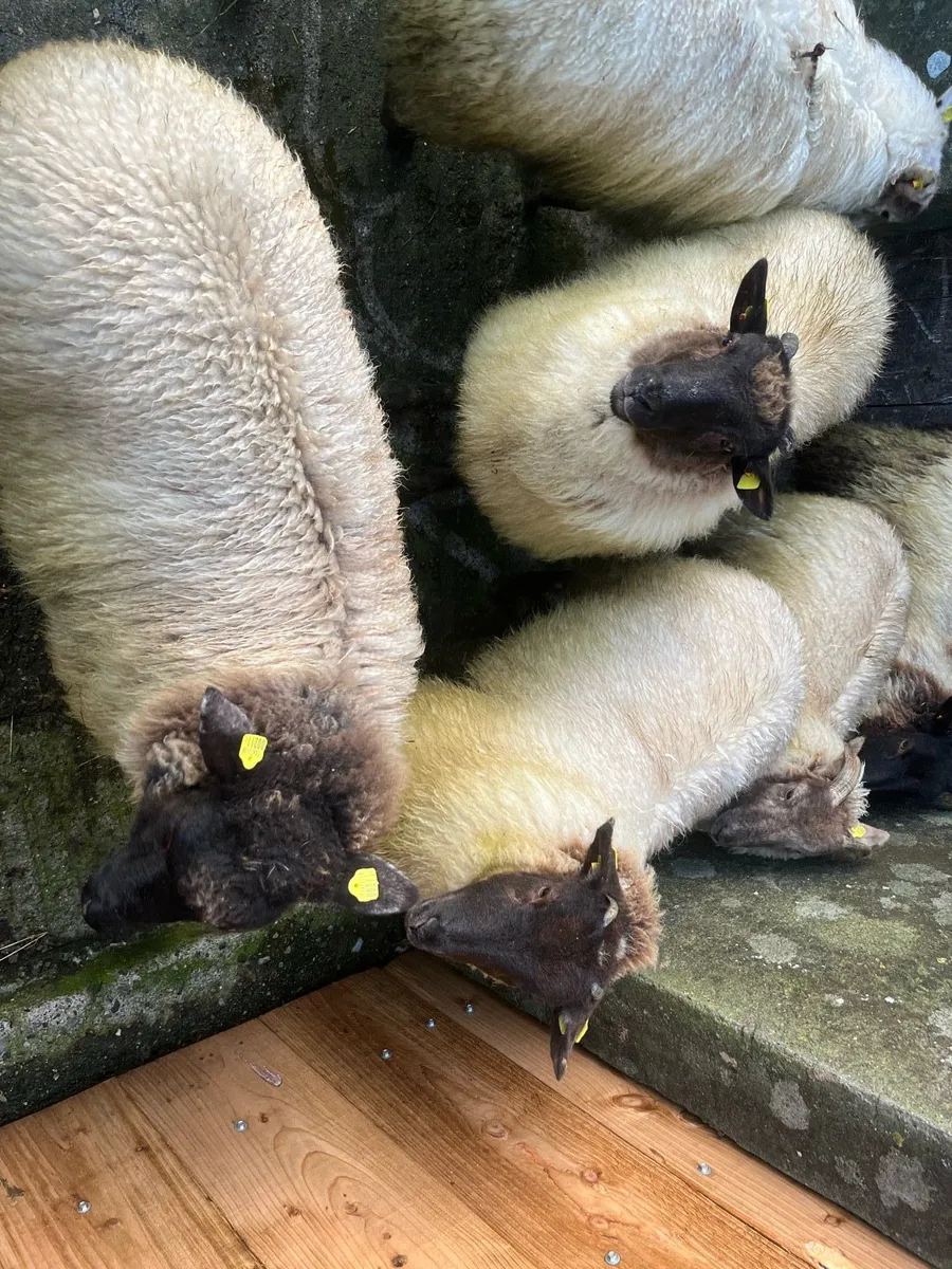 Ewe lambs - Image 3