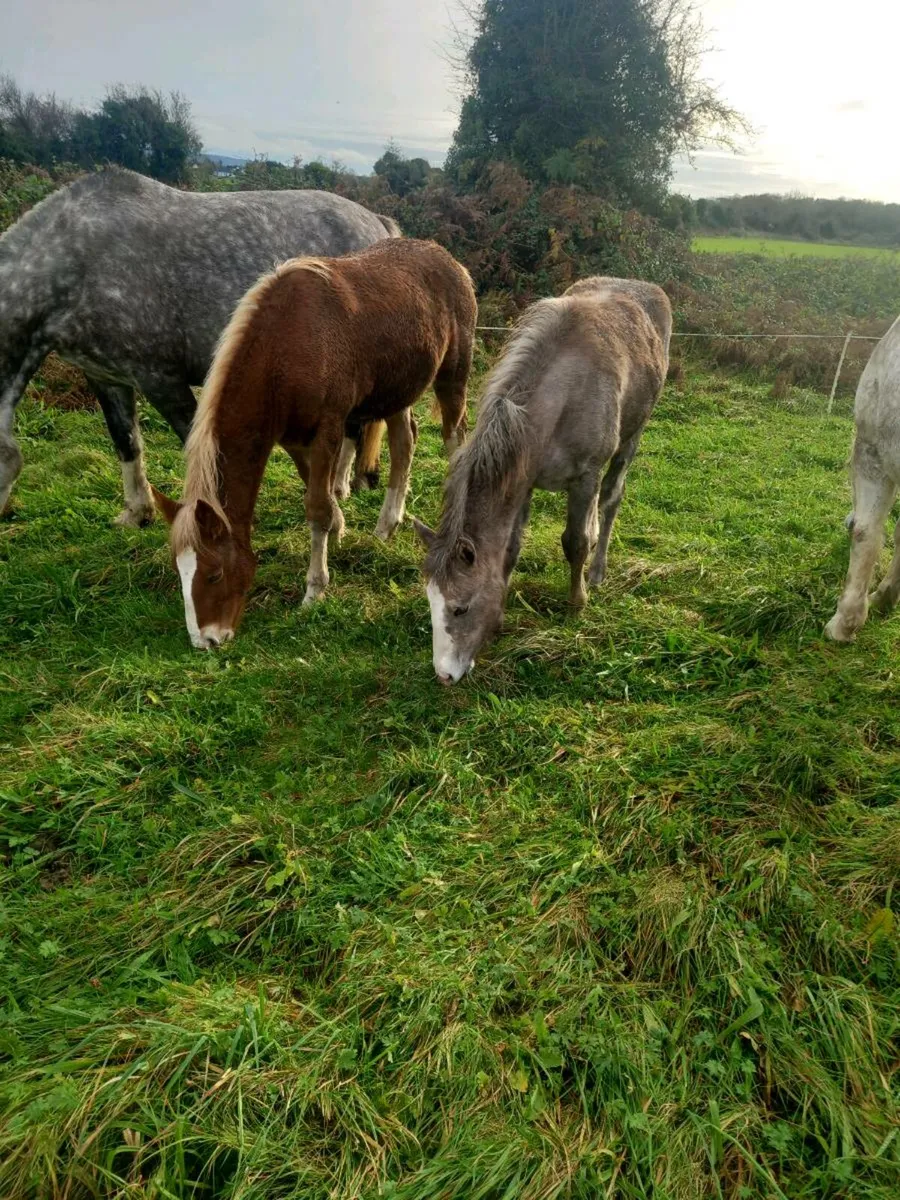 Irish draught filly foals - Image 1