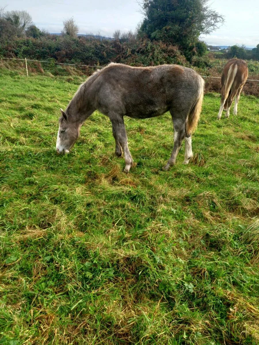 Irish draught filly foals - Image 2