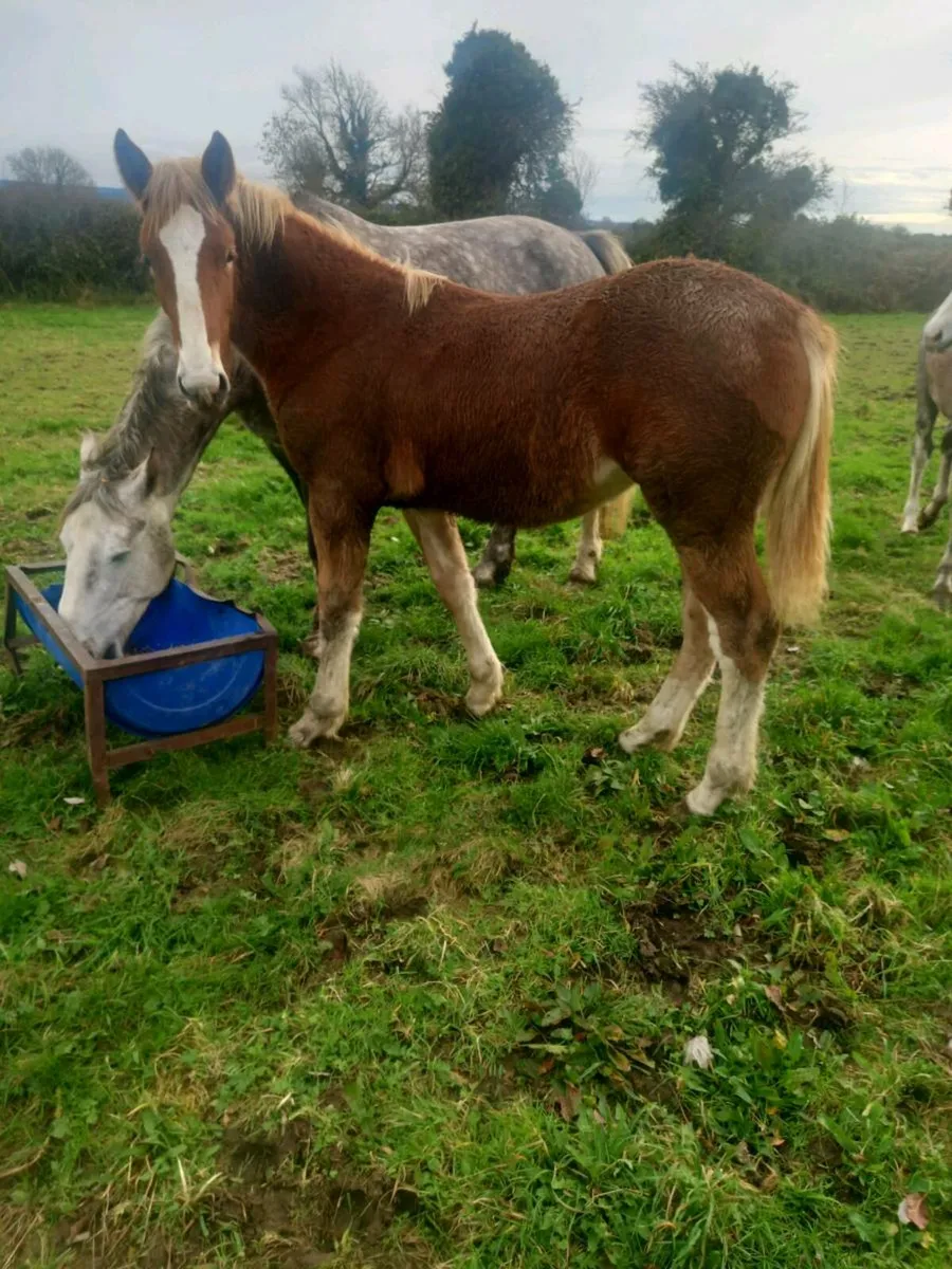 Irish draught filly foals - Image 3