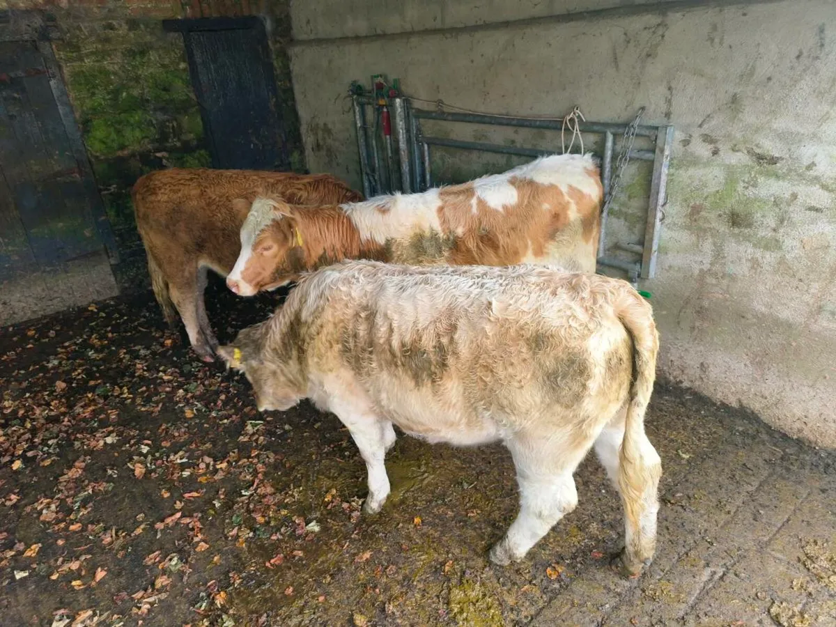 3 x 10month old charolais heifers - Image 1