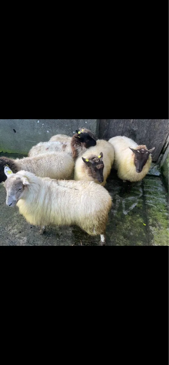 Ewe lambs - Image 4