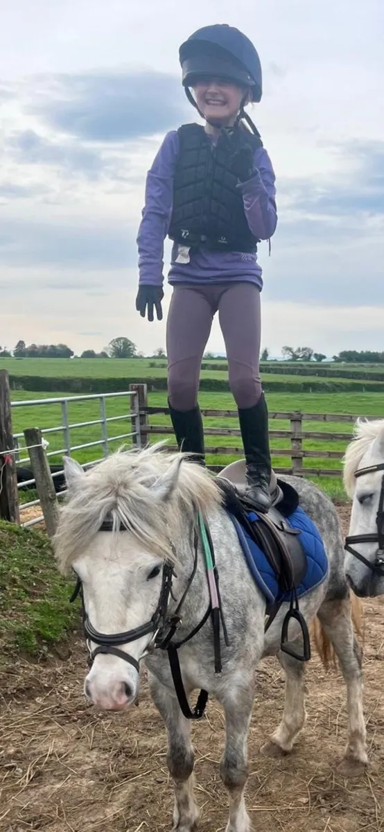 5 year old grey pony - Image 2