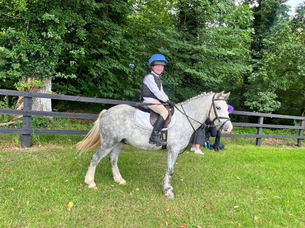 5 year old grey pony - Image 1