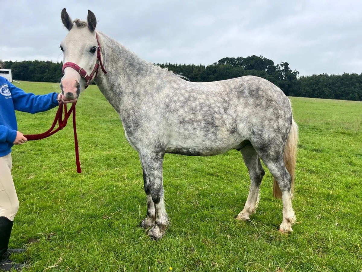 5 year old grey pony - Image 3