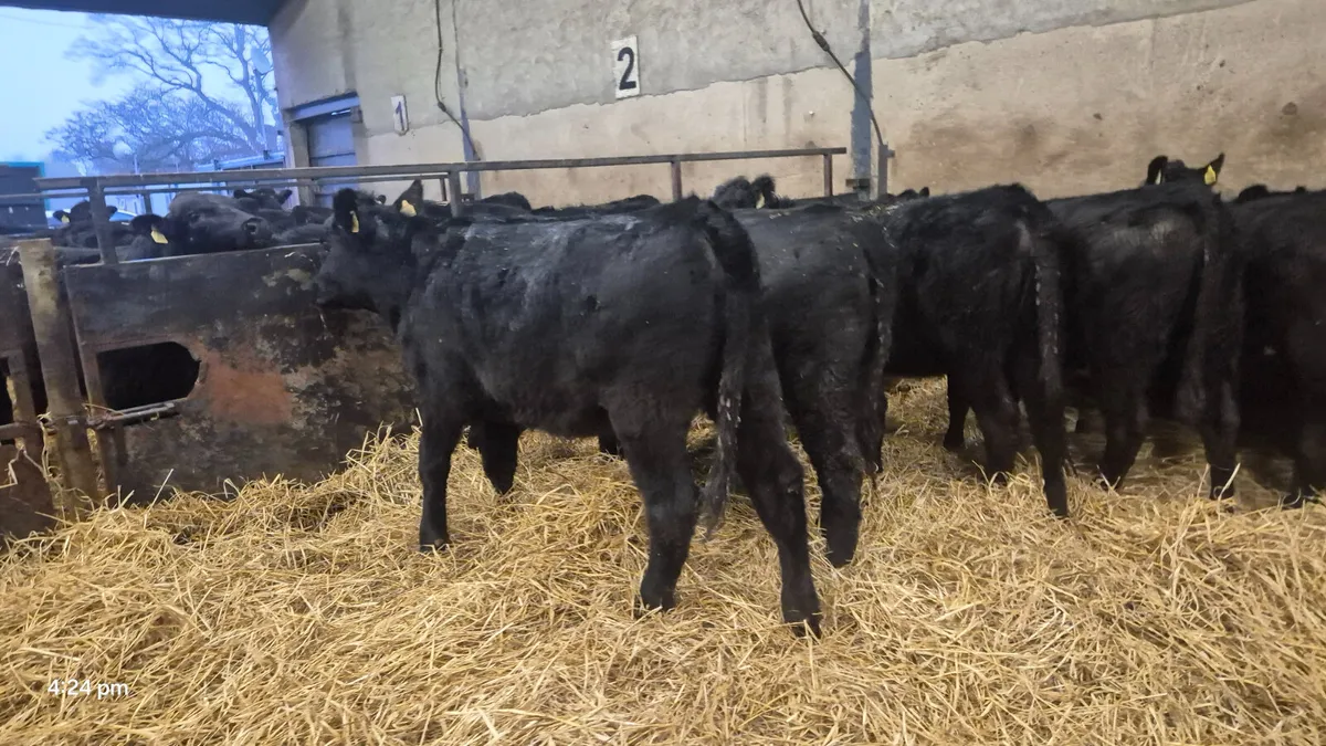 12 Quality Aberdeen Angus Heifers Weanlings - Image 1