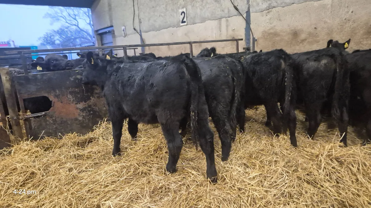 12 Quality Aberdeen Angus Heifers Weanlings - Image 3