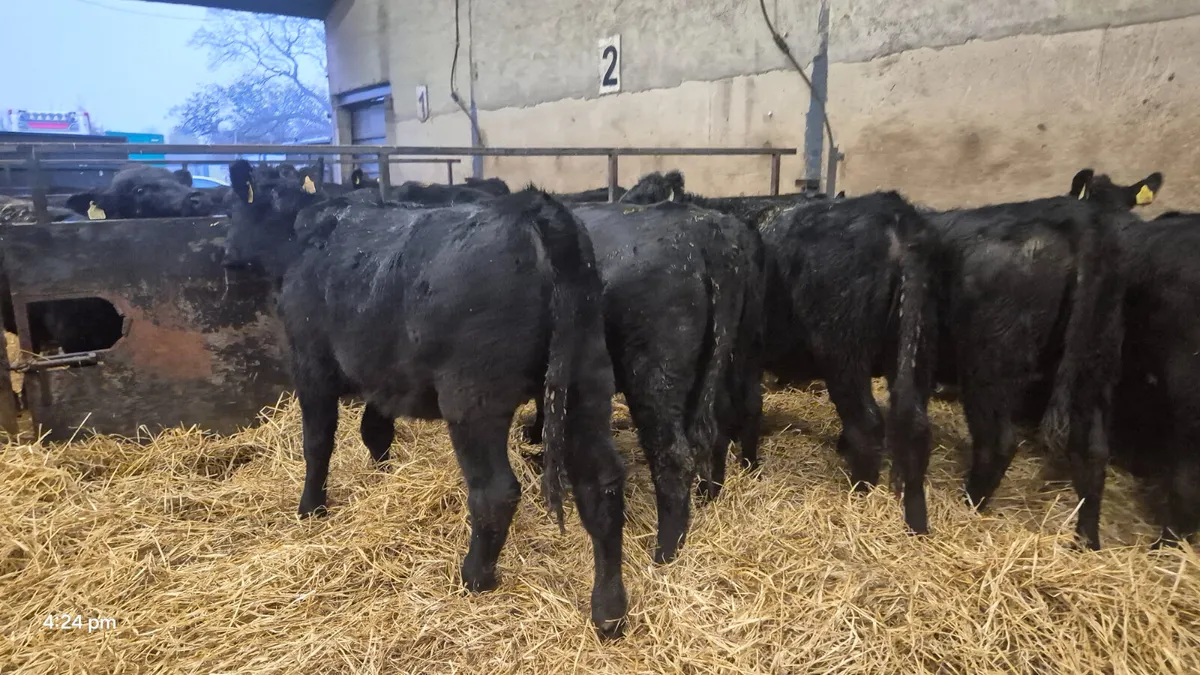 12 Quality Aberdeen Angus Heifers Weanlings - Image 4
