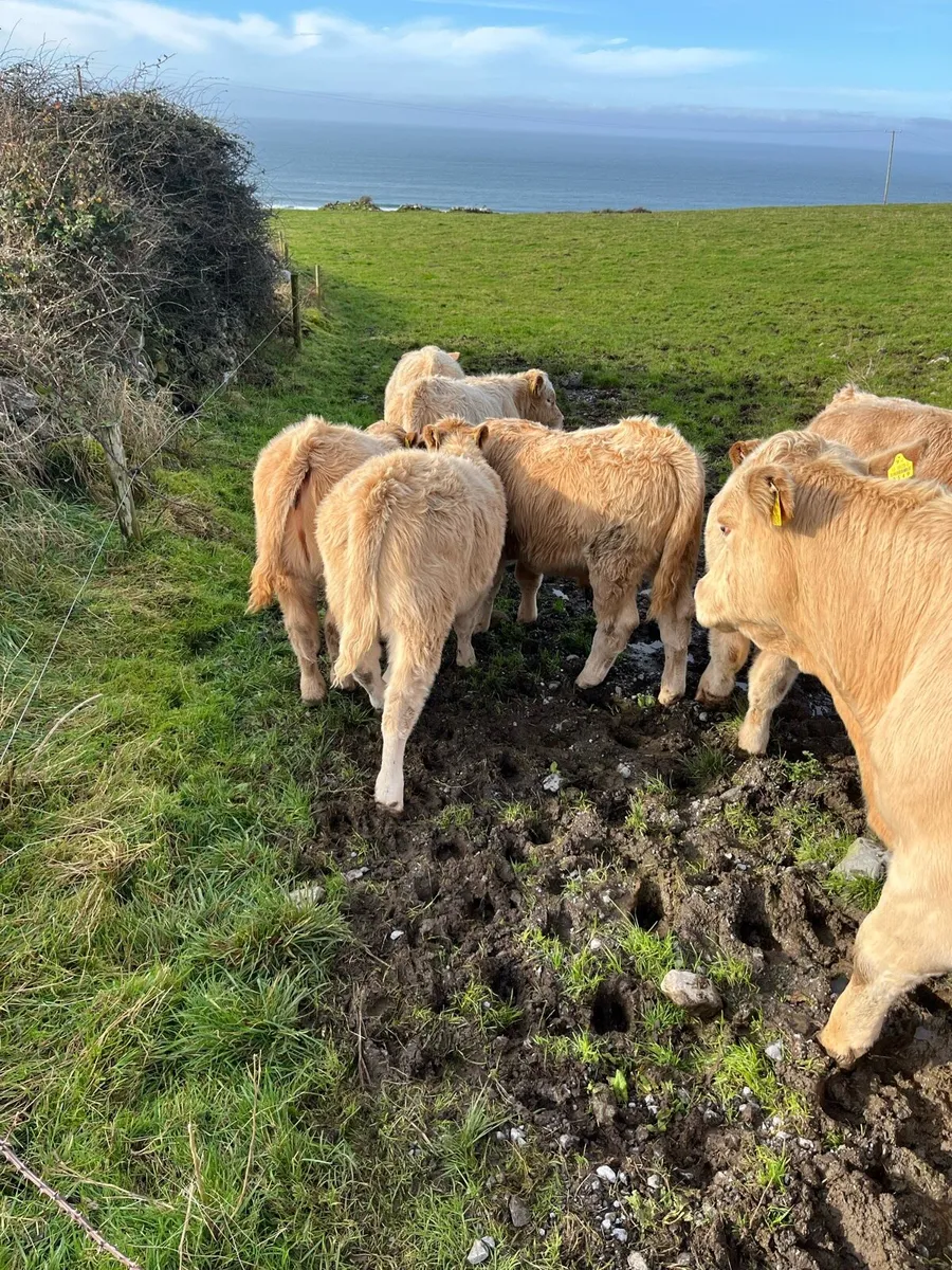 Limestone weanling heifers - Image 2